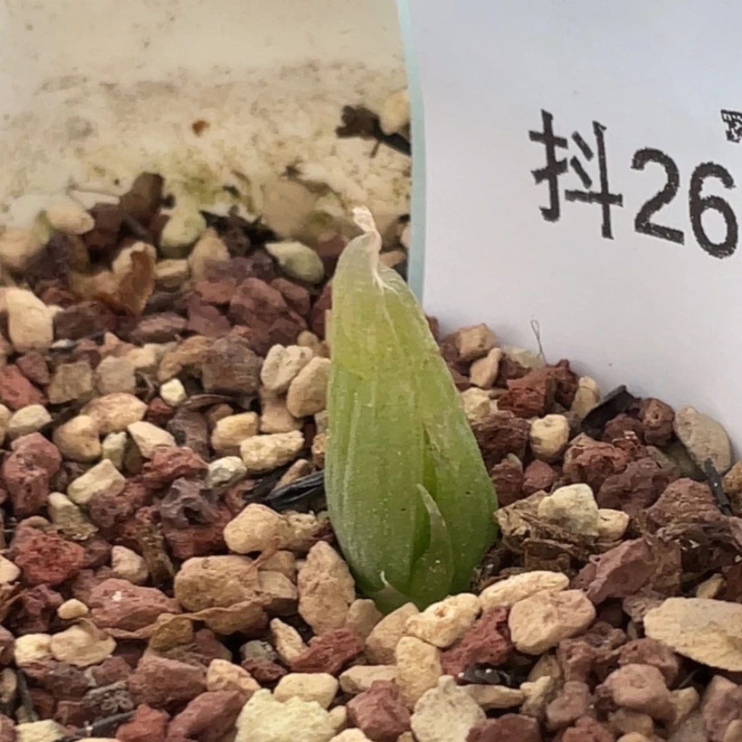 26-109肉锥多肉植物