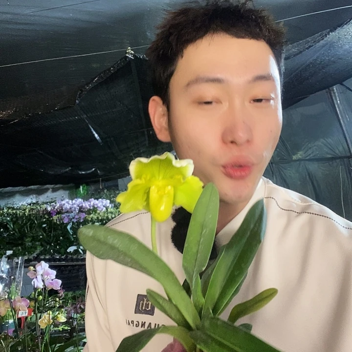 无花朵绿肉饼带花发