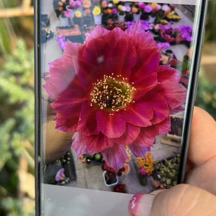 47丽花美花2歪无根侧芽3公分左右