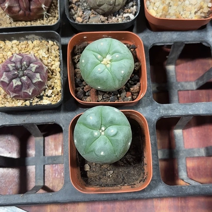 小**丶两颗小海鲜仙人球12