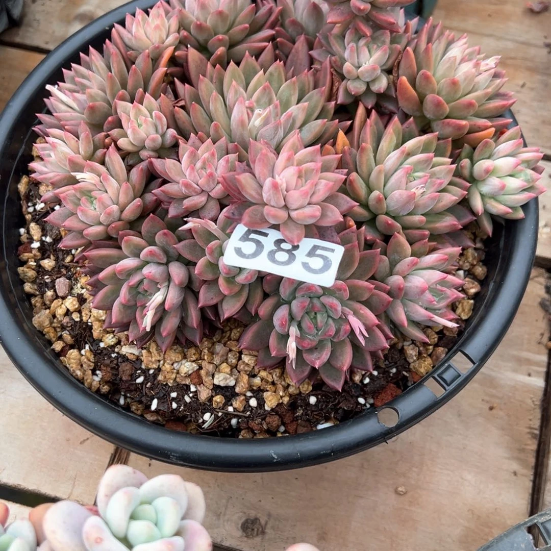 是***?585号美人亚多肉多肉