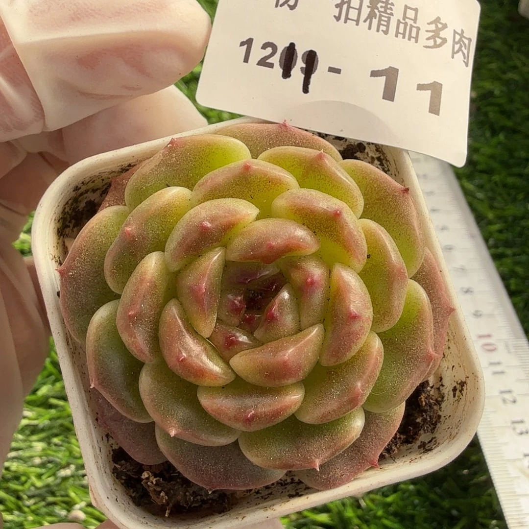 1211-11多肉一物一拍