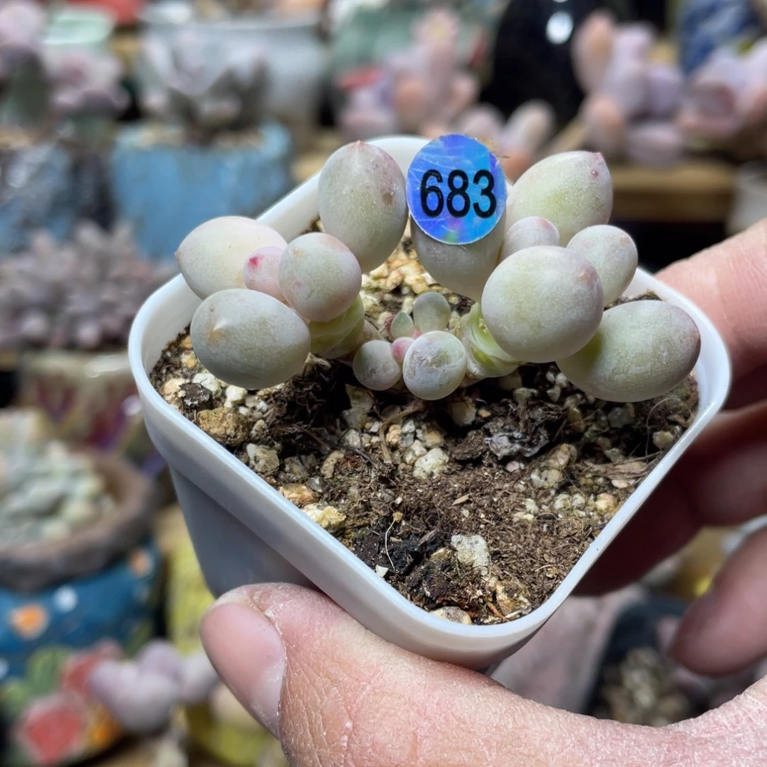 仙子奶酪多肉植物