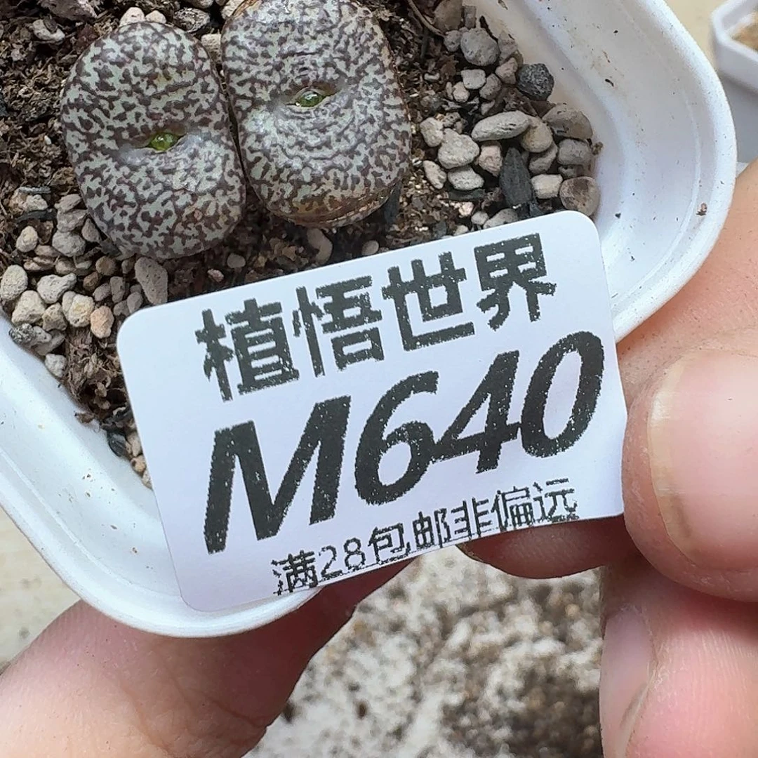 多肉植物的润泽地ff
