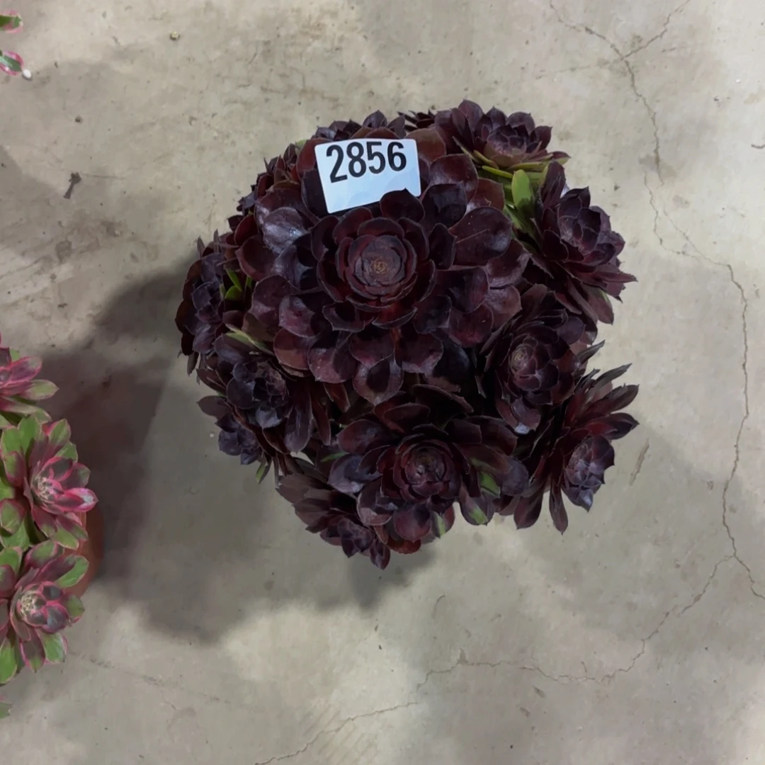 无花朵2856花花公子111111