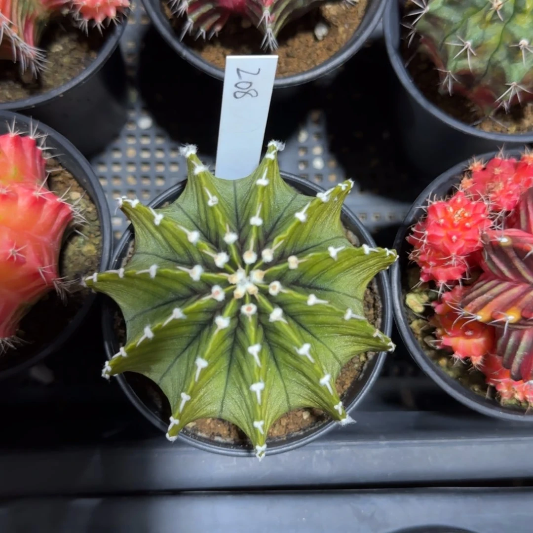 208-0114泰国发货多肉