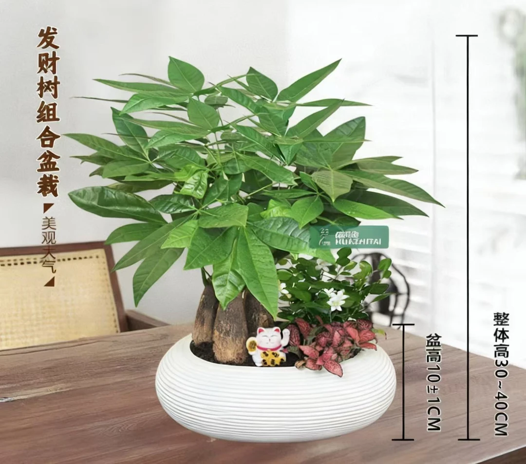 0【发财树组合盆栽】绿植九里香（30~40CM）办公桌面盆栽好养常青