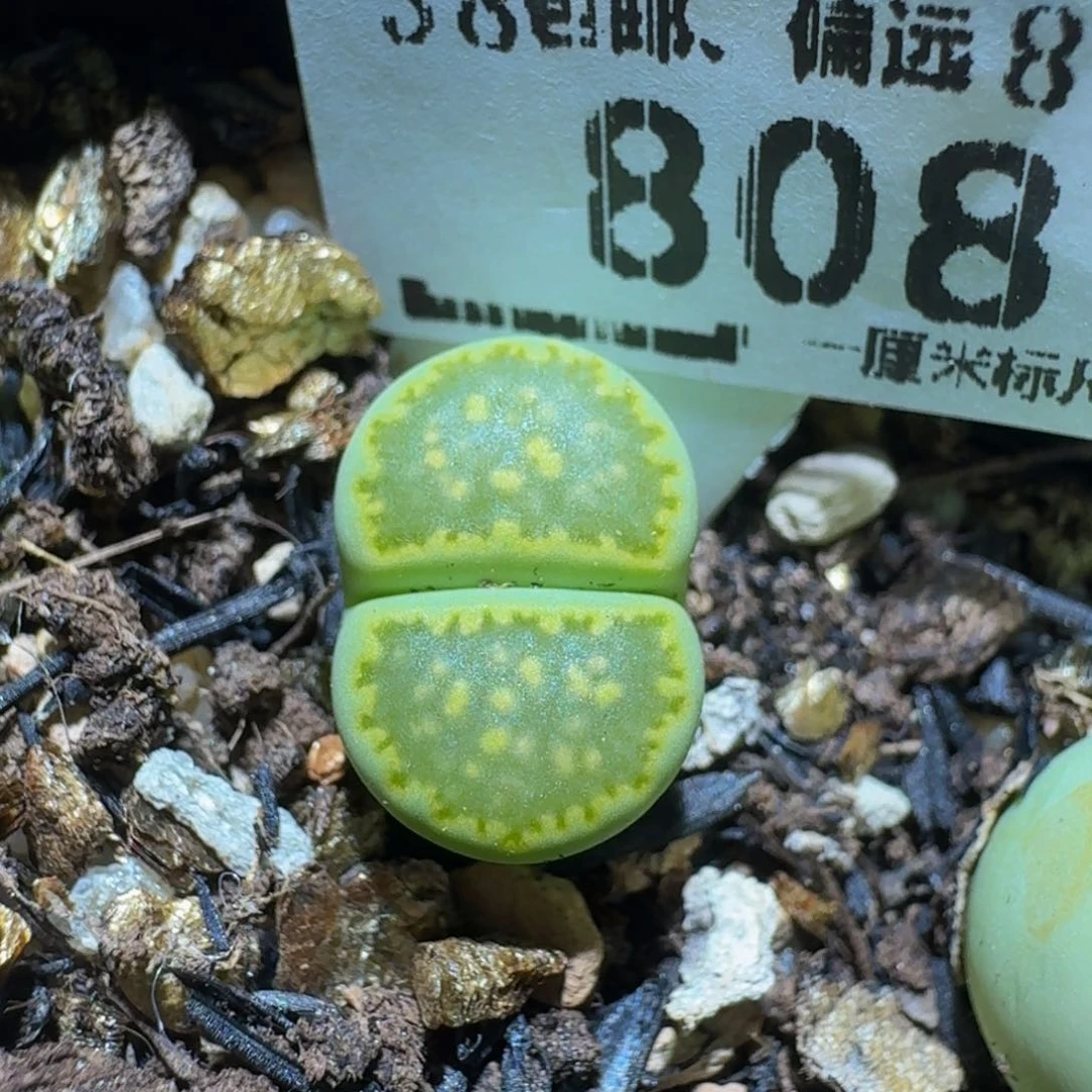 zzzz生石花肉锥808