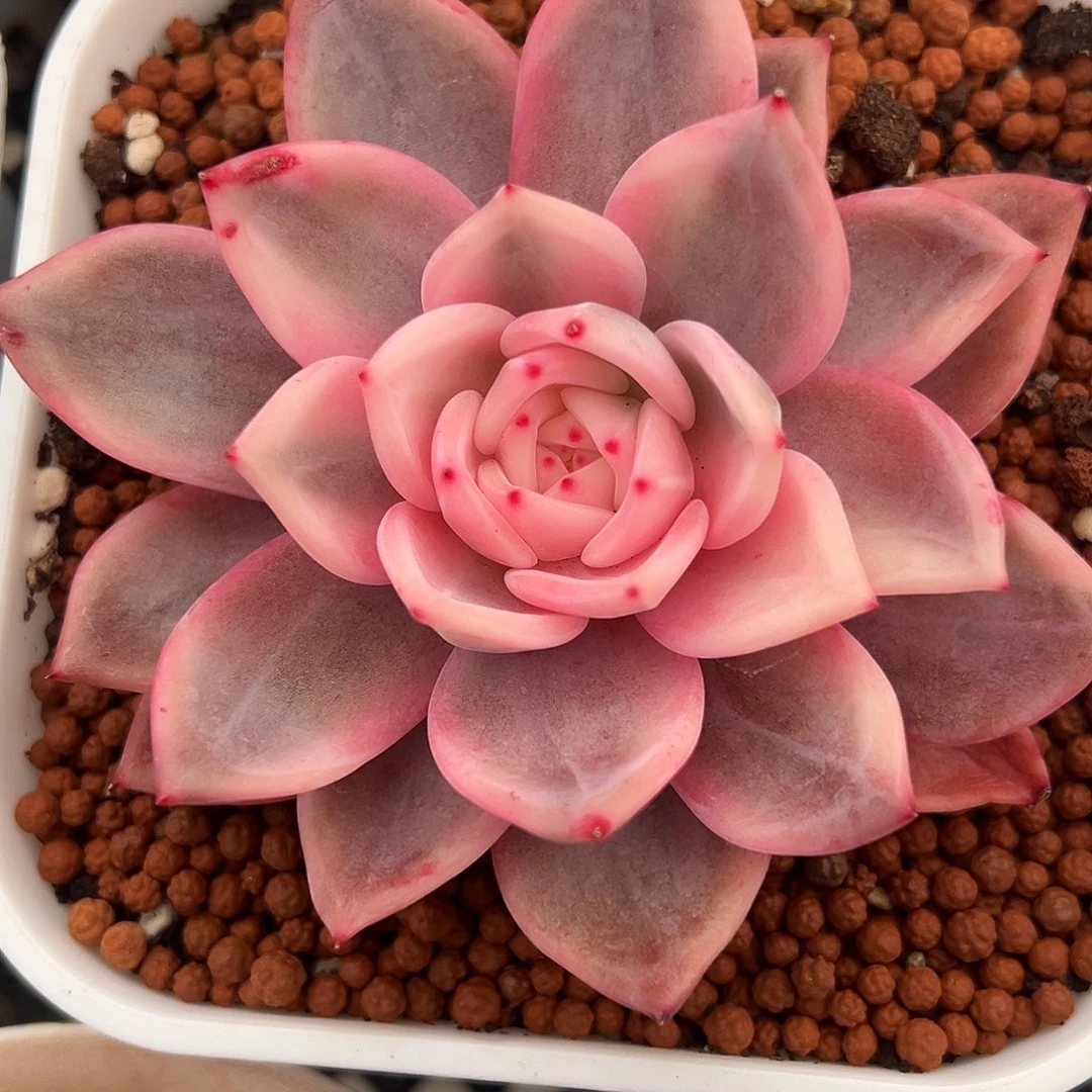 酒红香槟锦多肉植物