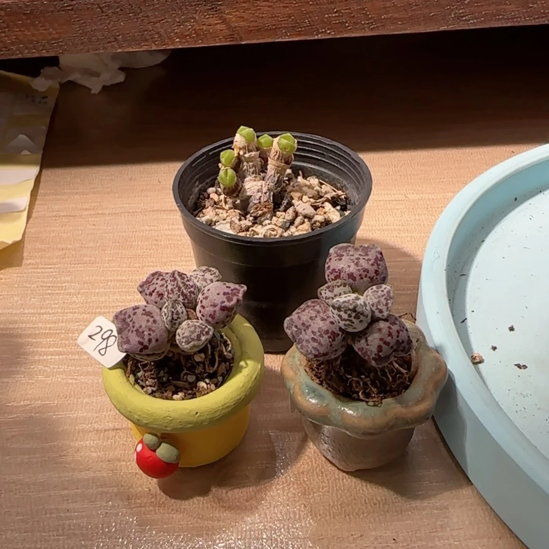 已***置可爱兔子 两颗猫耳