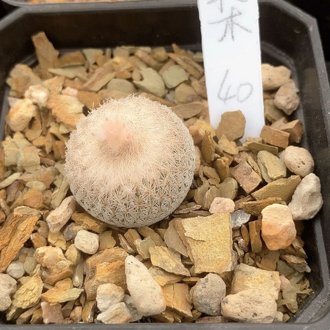 北*花花花花花花花花