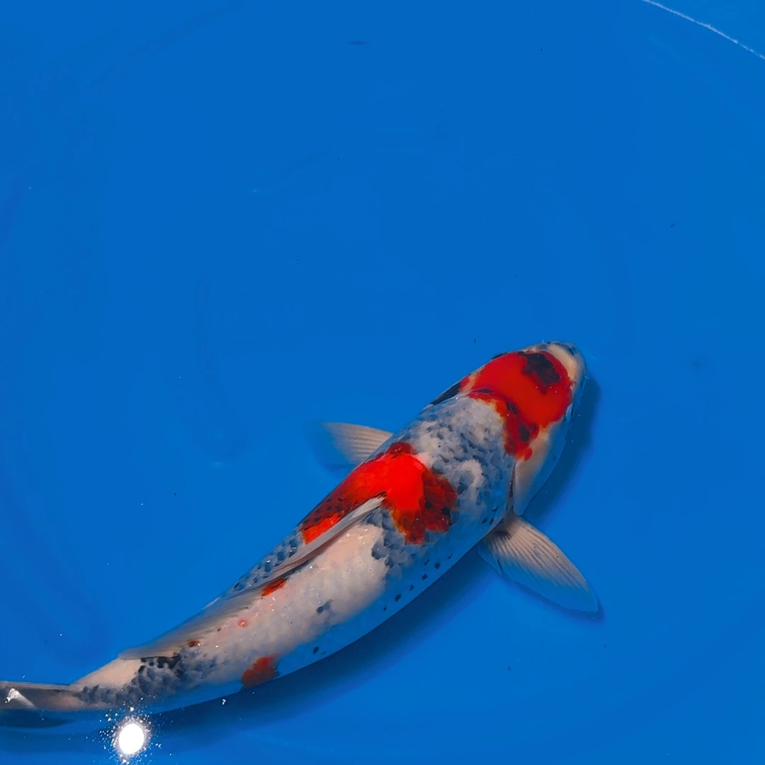 锦鲤昭和专拍链接