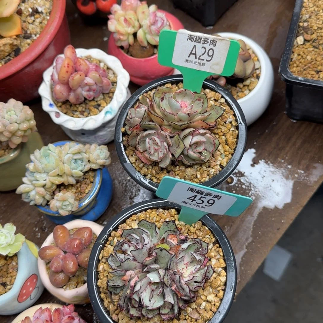 ?**豆多肉植物111111111