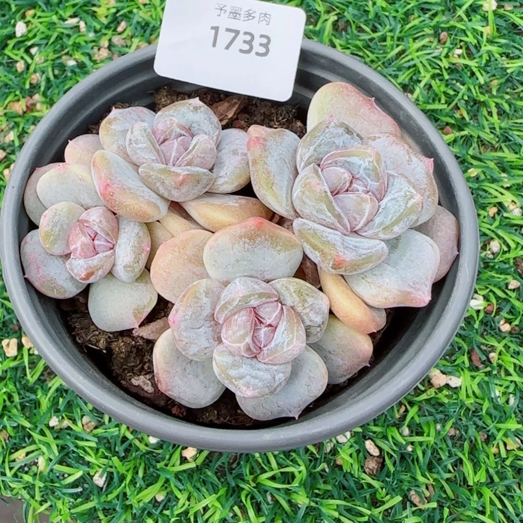 汉堡珍妮，1733多肉植物