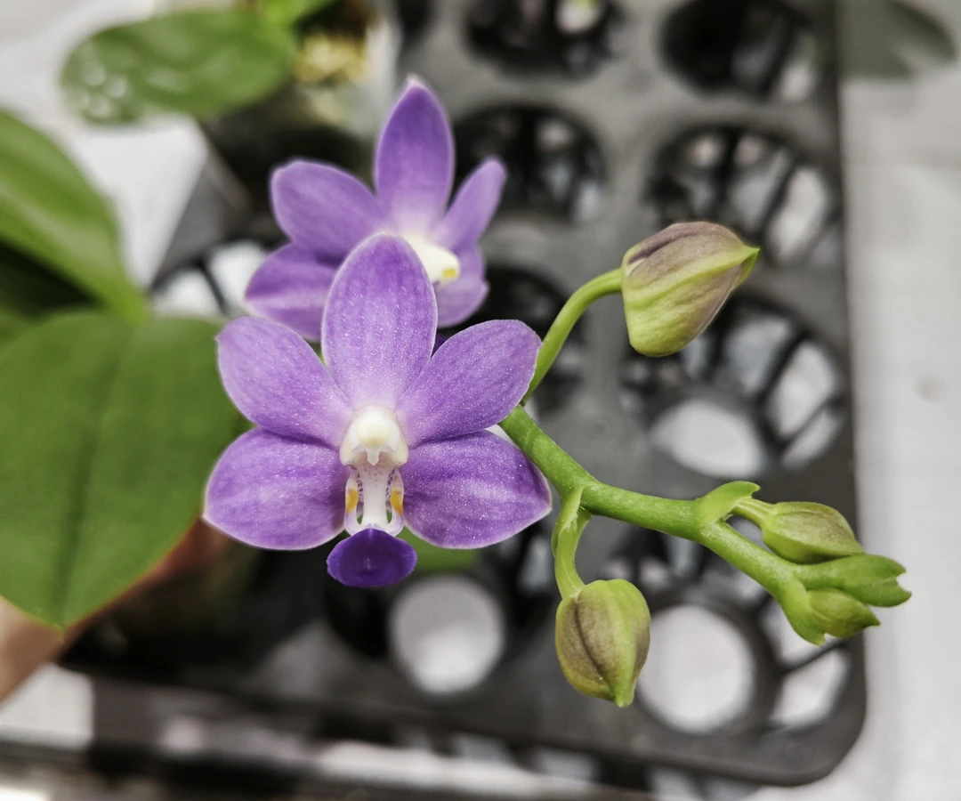 2.5寸  紫马丁四倍体（双花剑）