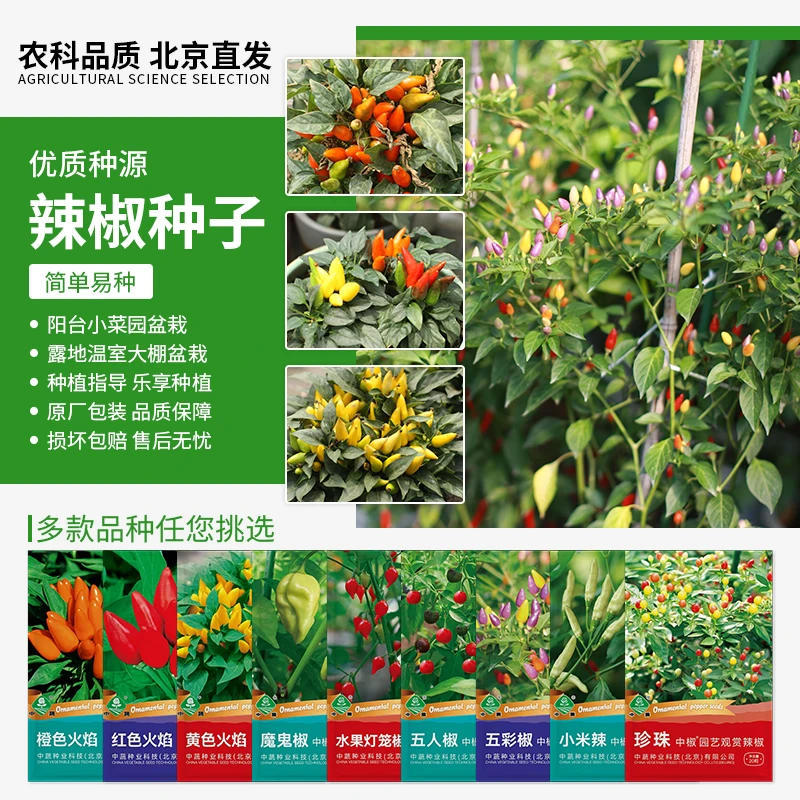 【农科院】各种辣椒种子农科院甜辣椒种子好种植四季阳台小菜园盆栽