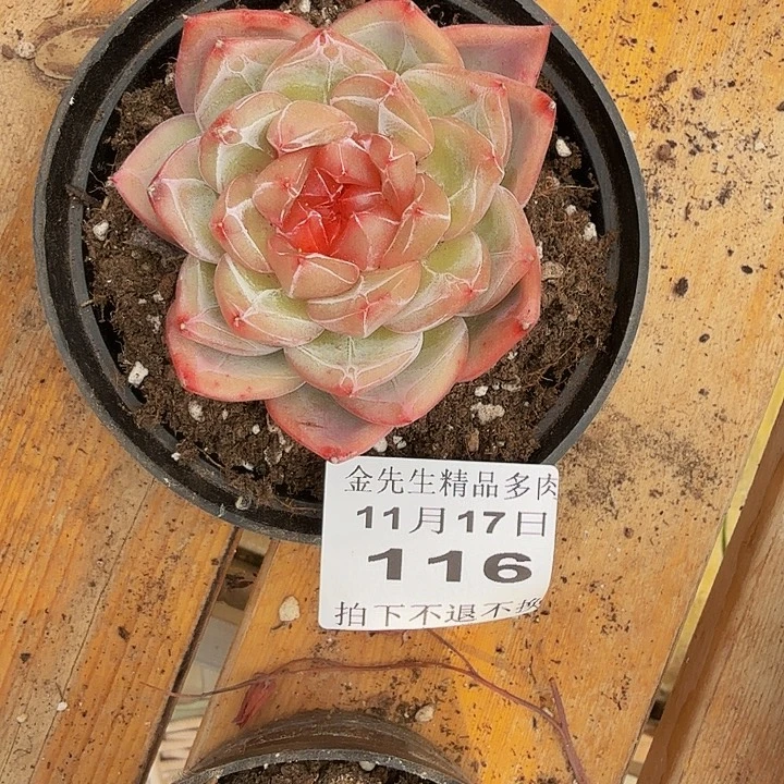 *****1117-116冰花单头