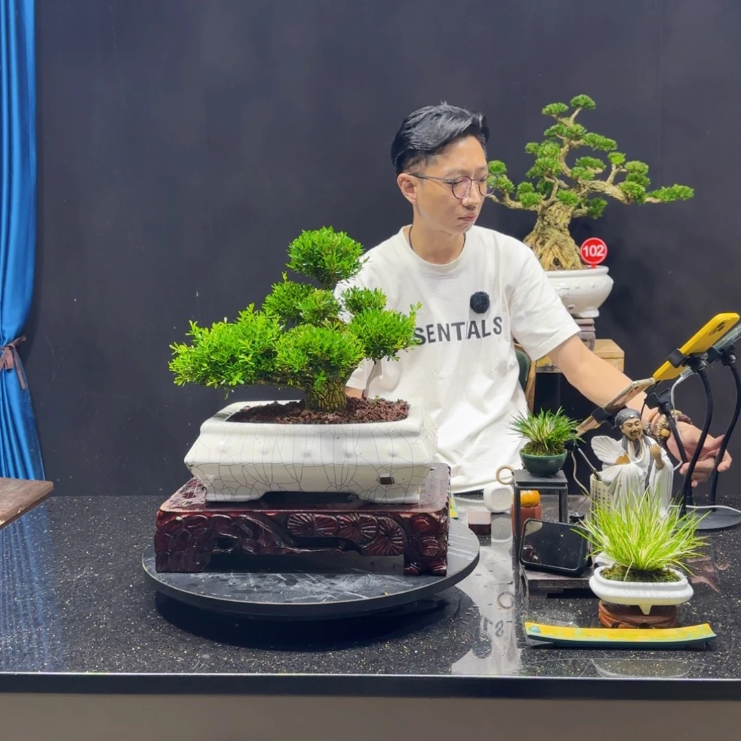 无花朵黄杨室内室外盆景艺术