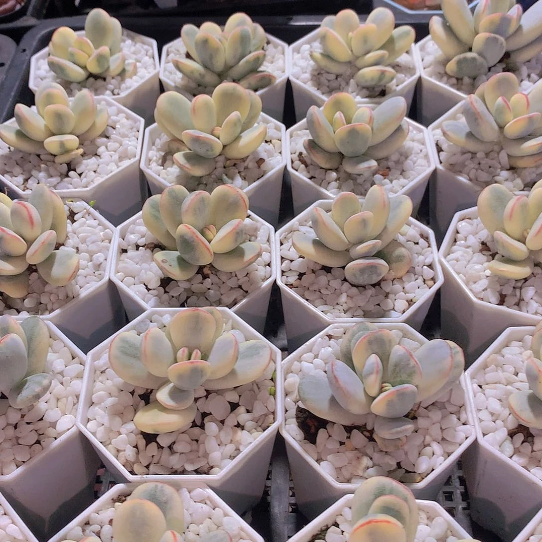 福娘锦345689000000