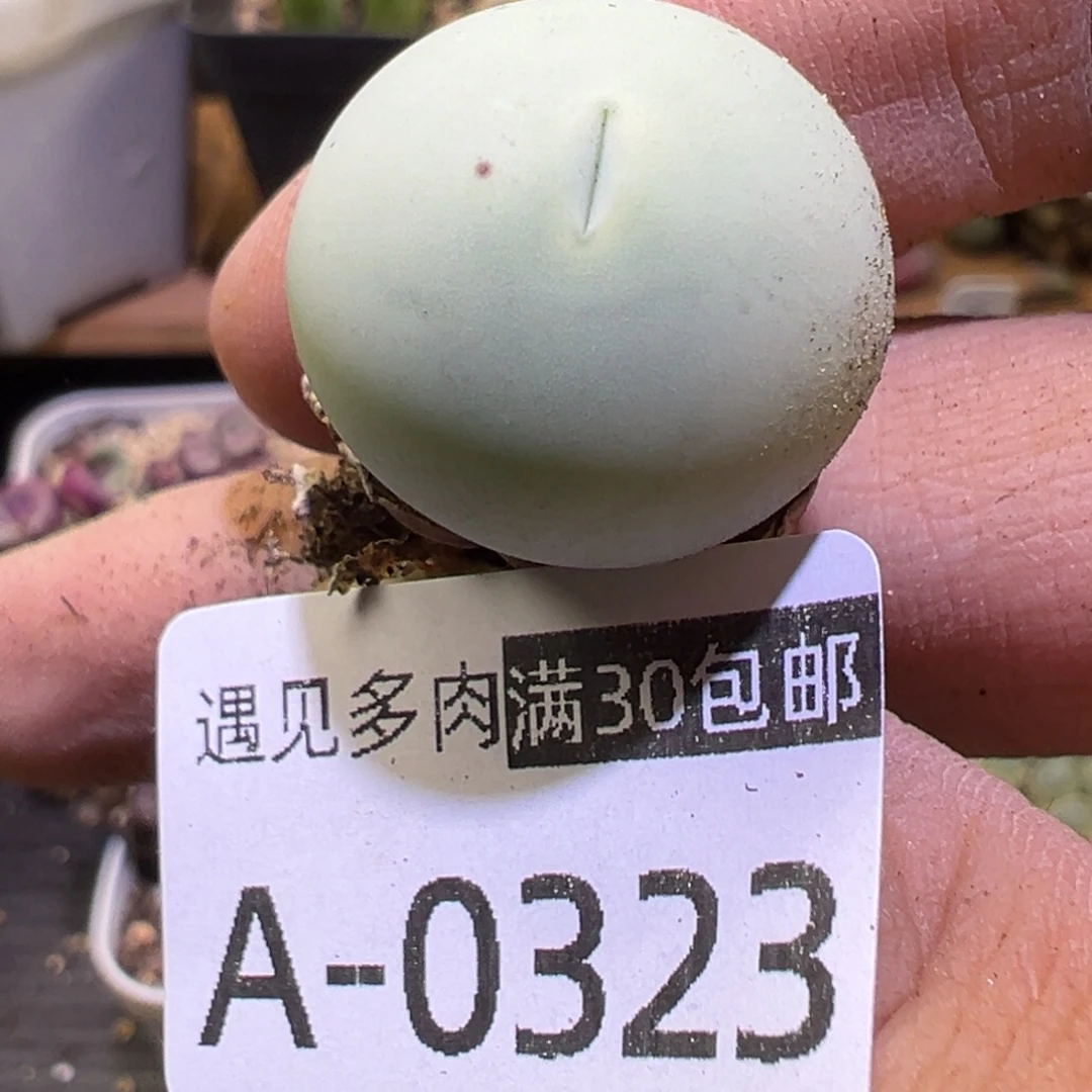 多肉植物111111111111111