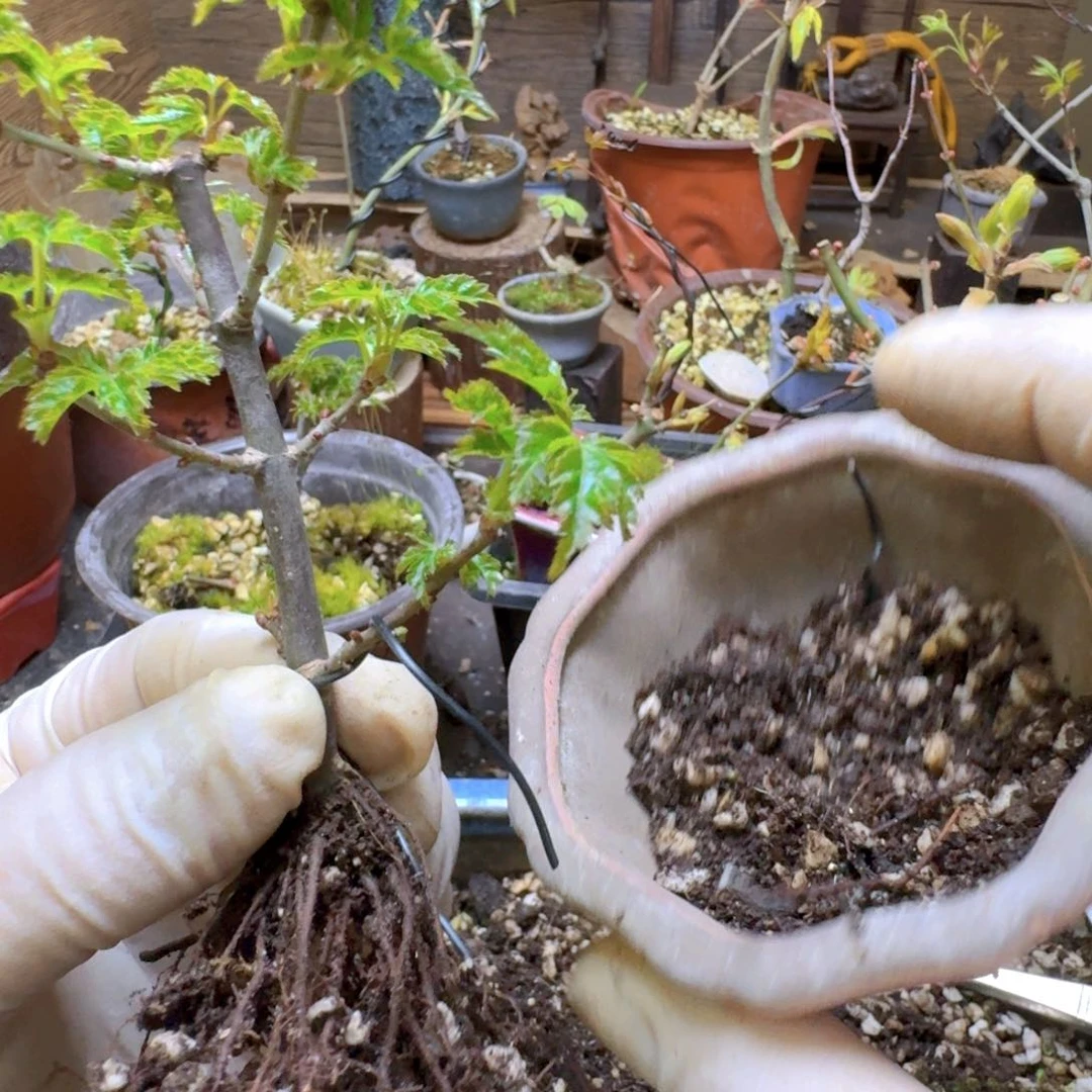 日本原生枫树扦插苗狮子头