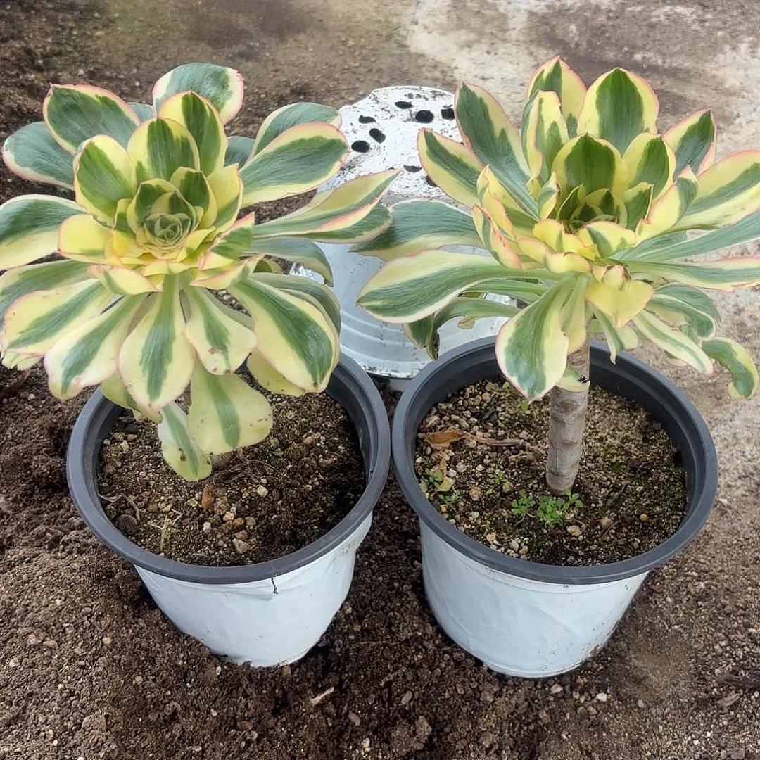 燕子锦两颗多肉植物