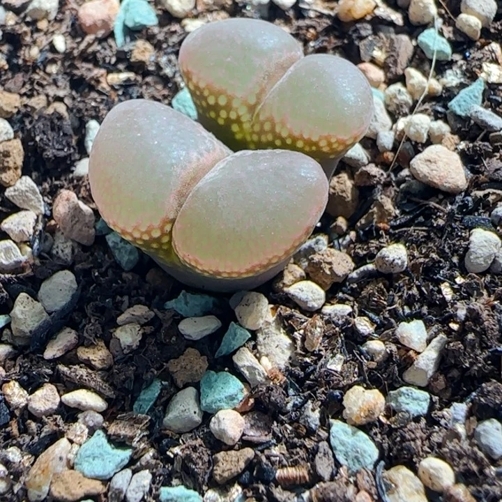 多肉植物肉锥特特139号