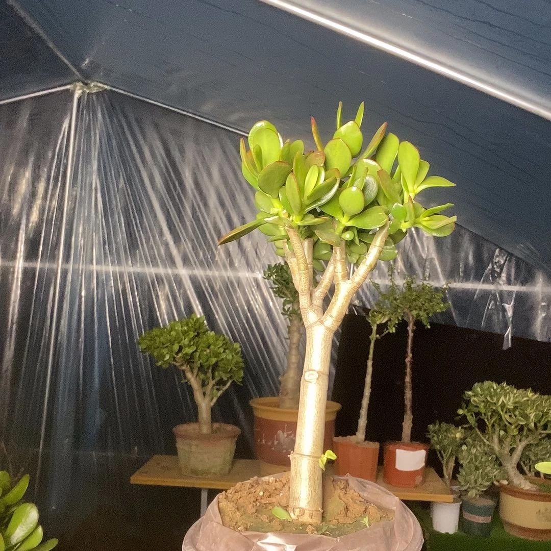 珍***坊当前无花栽培后可以开花