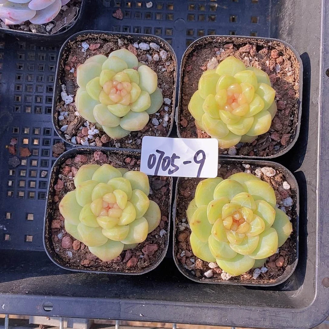 0705-9-糖心日落单头福利一颗量拍