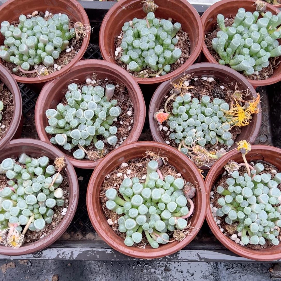 五十玲玉多肉植物一颗多肉