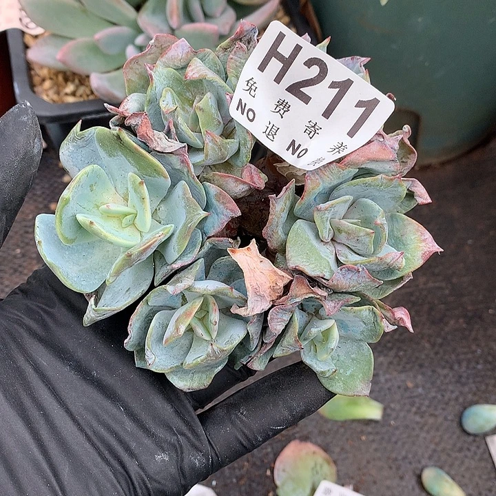 白凤朵朵 非偏远38包邮节后发