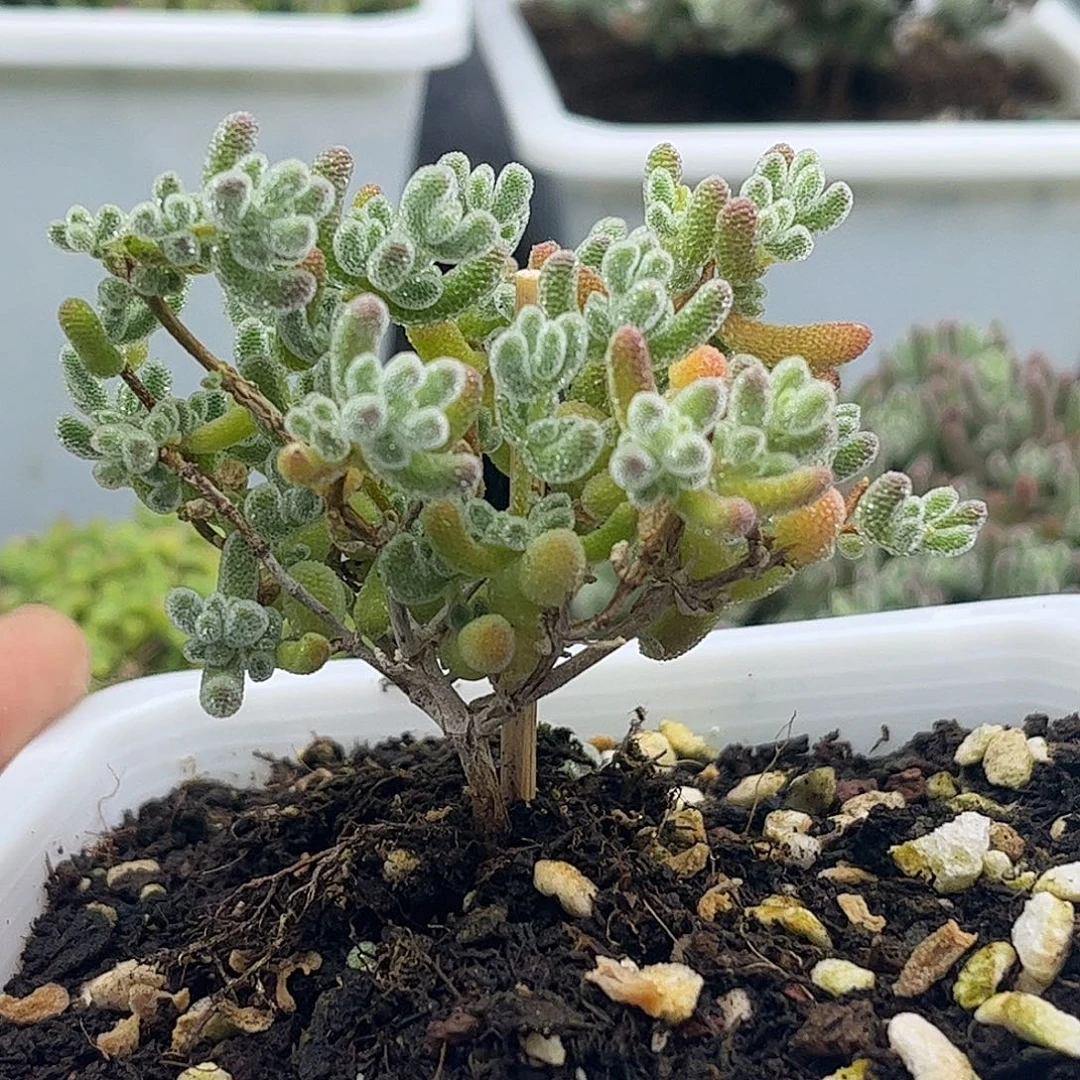 冰晶优选枝干番杏