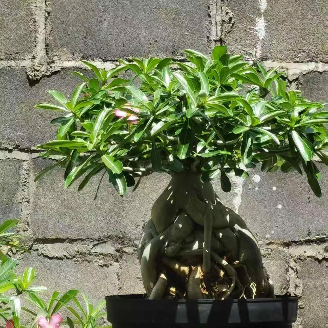 海南特产沙漠玫瑰盆栽，好养易活，懒人植物