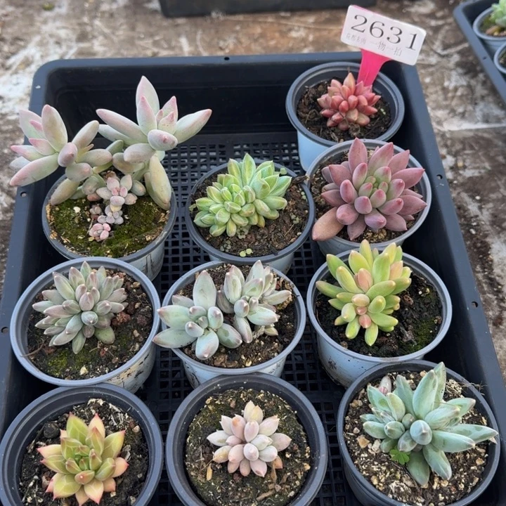 2631多肉植物一物一拍