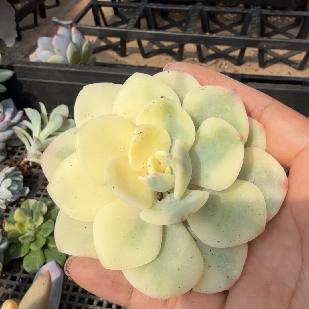 一刻白月光锦权力股