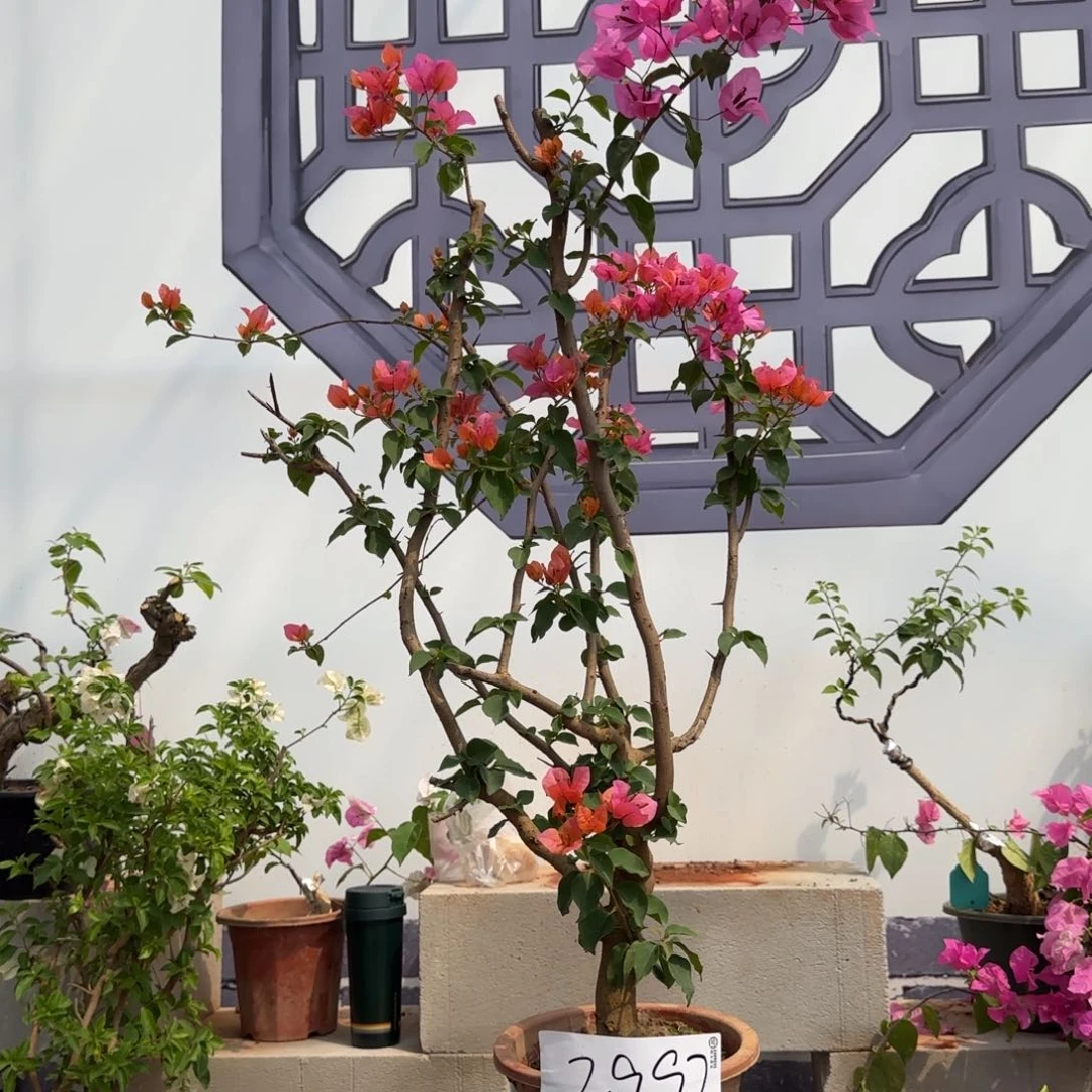 大部分花苞少量开放