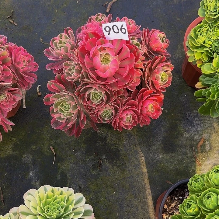 00000000000906女巫