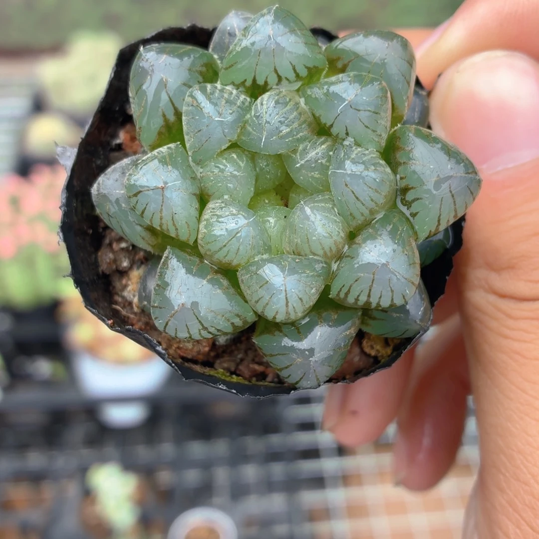 姬玉露多肉9.9包邮发货
