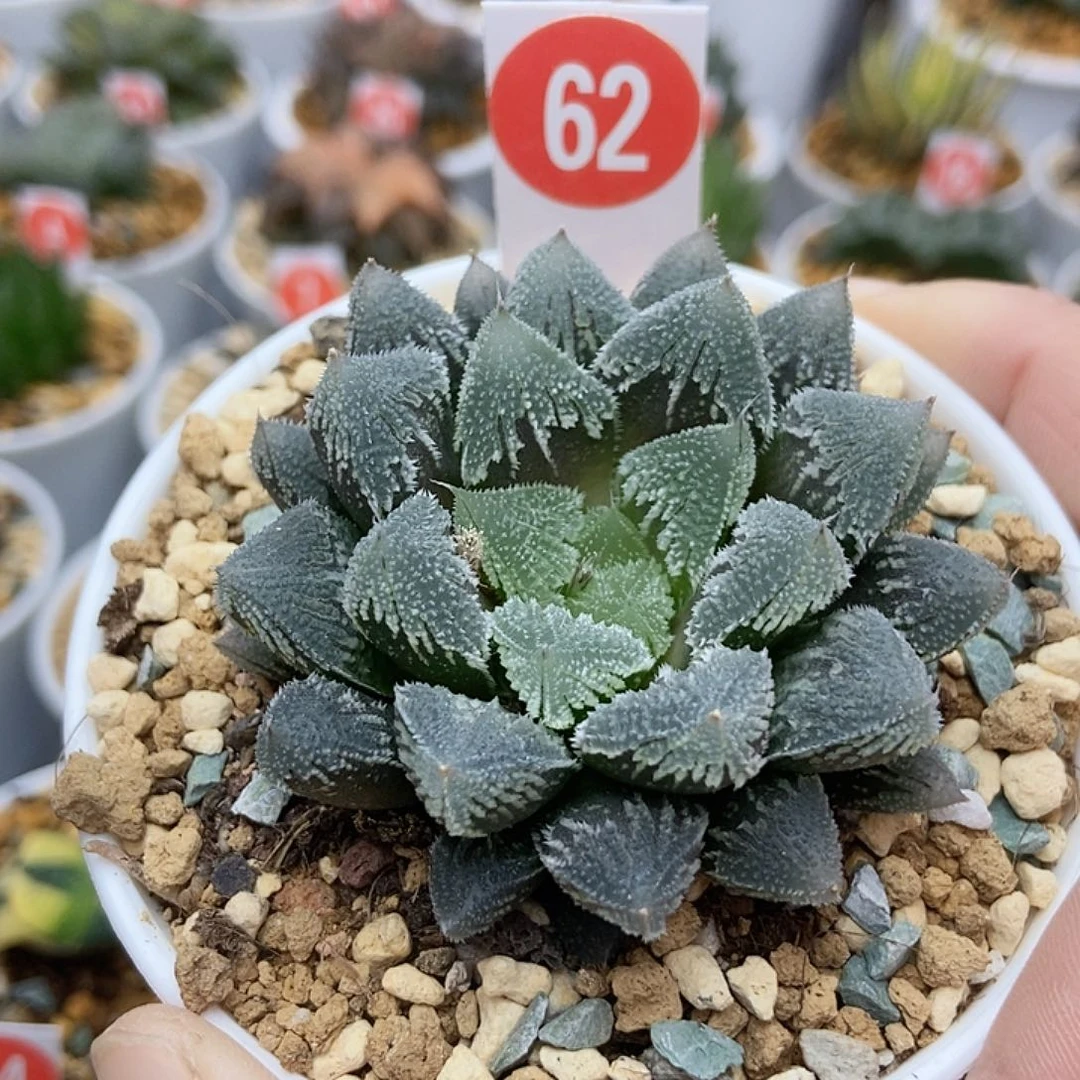 62白帝城11111111111