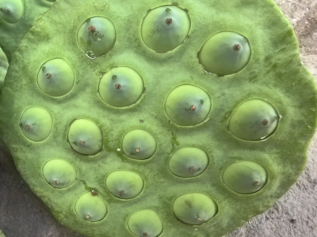 【正宗石城白莲】新鲜现摘莲蓬可生吃清甜可口当季时令水果莲子米