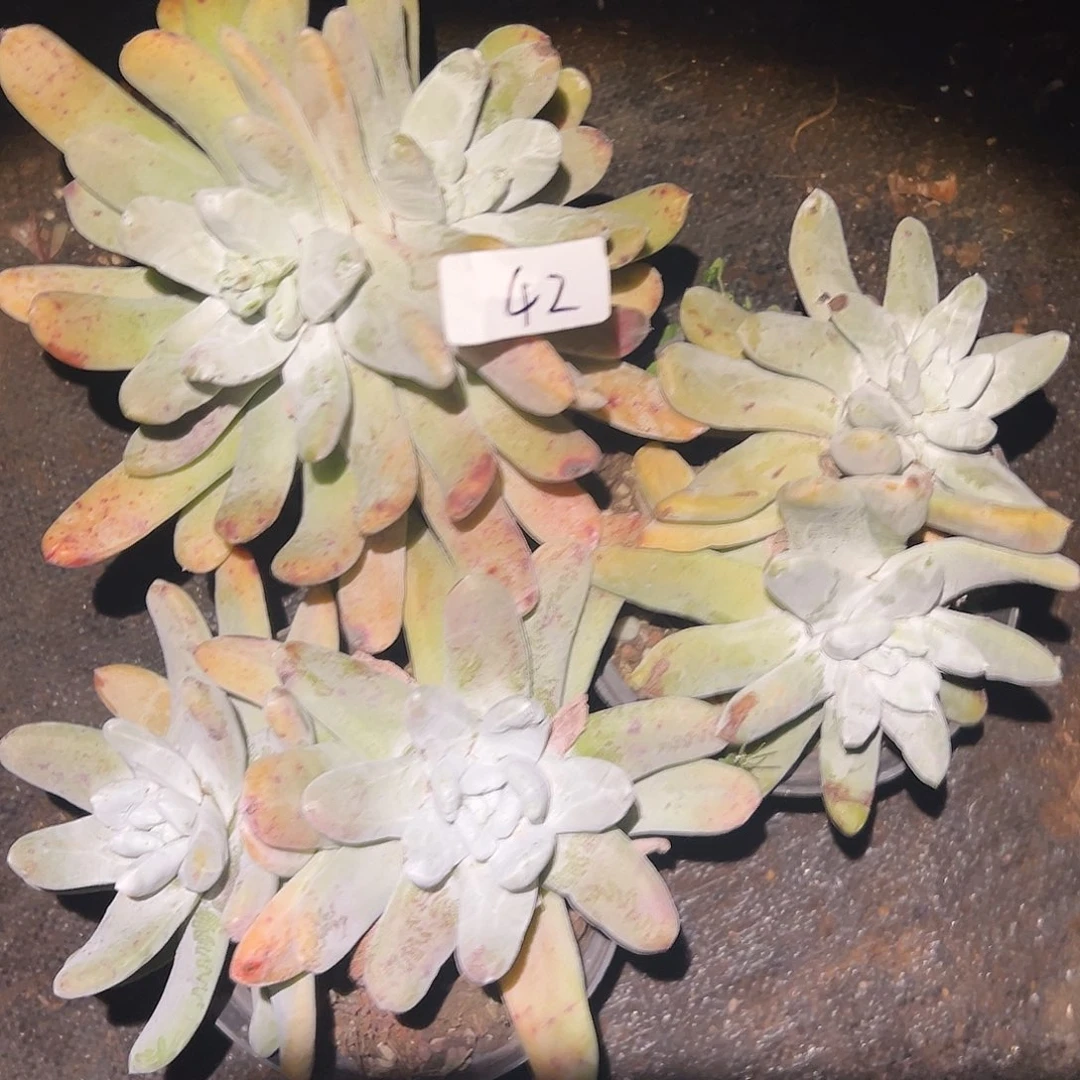 圆叶拇指帕奇飞徒仙女杯多肉