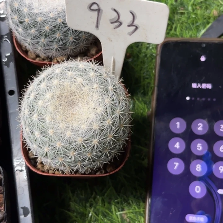 繁***球完全开放933实生满月好养皮实