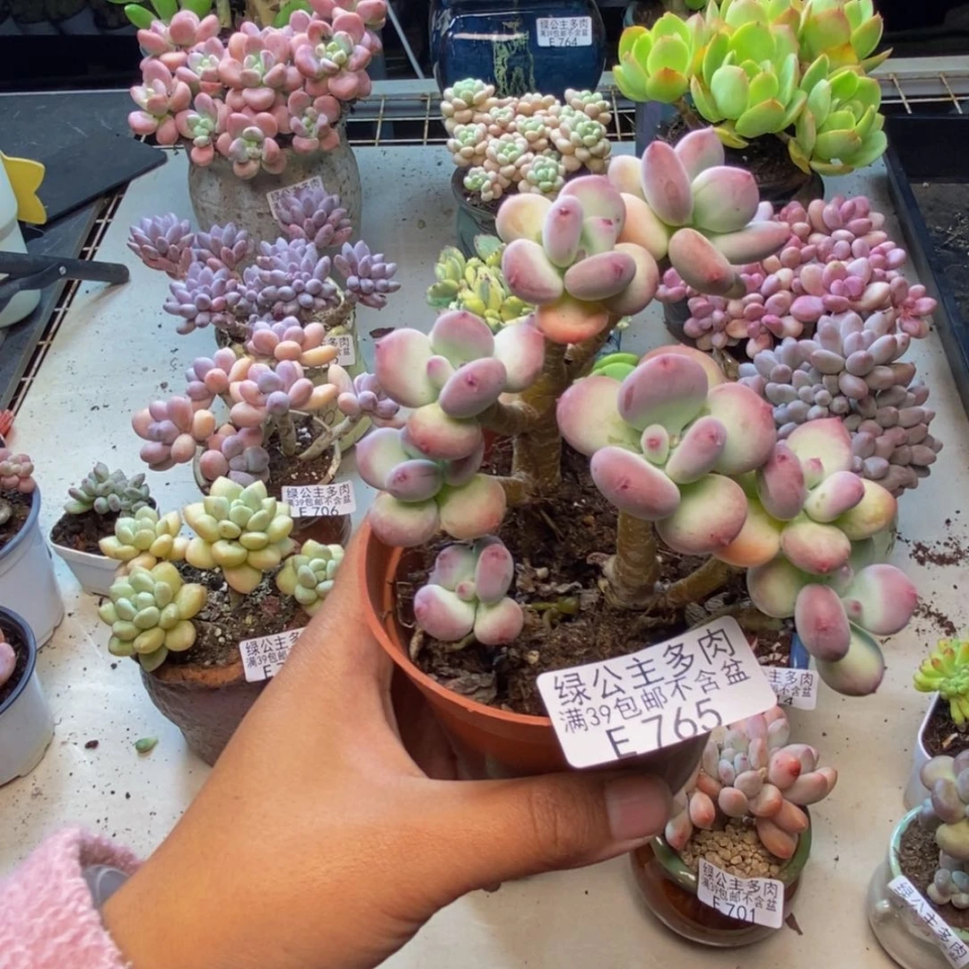 765苹果奶树多肉8c m