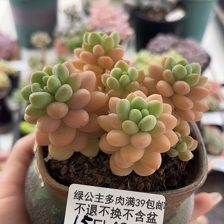 完全开放494-洛可可 5cm 多肉