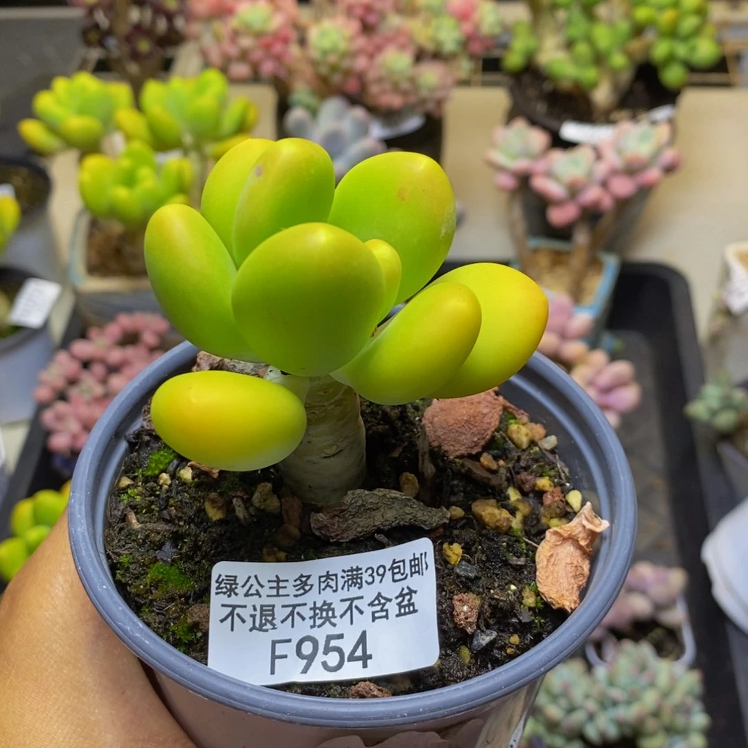954金蟾多肉肉5c m