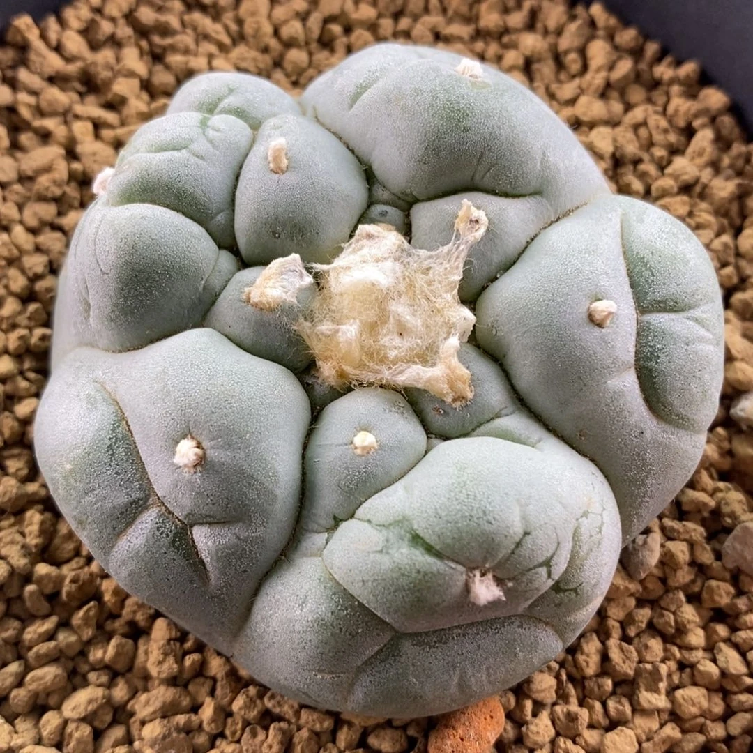 古田贝大优银，无刺仙人球开花