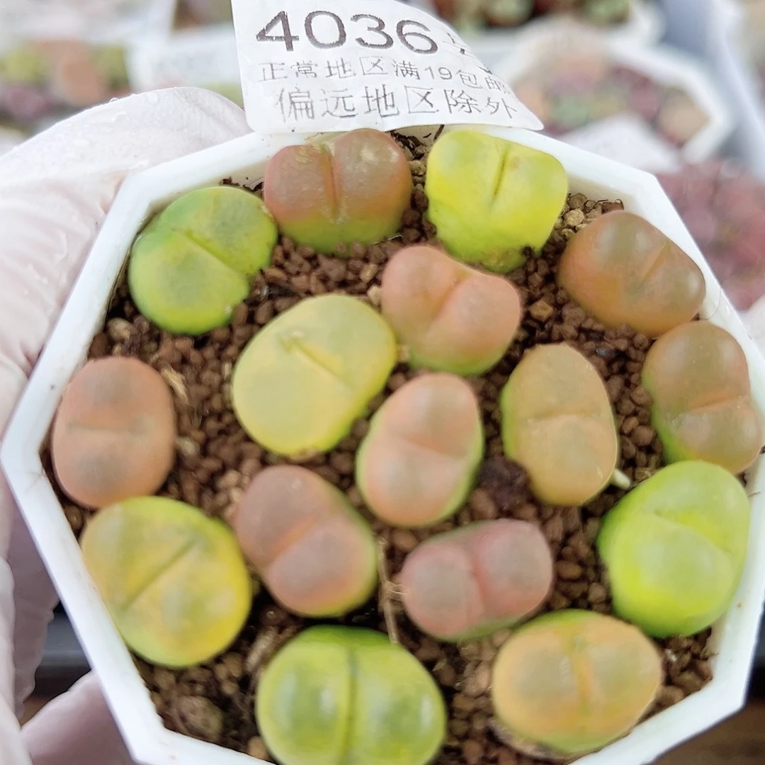 4036五年彩毛毛16个1-1.5cm