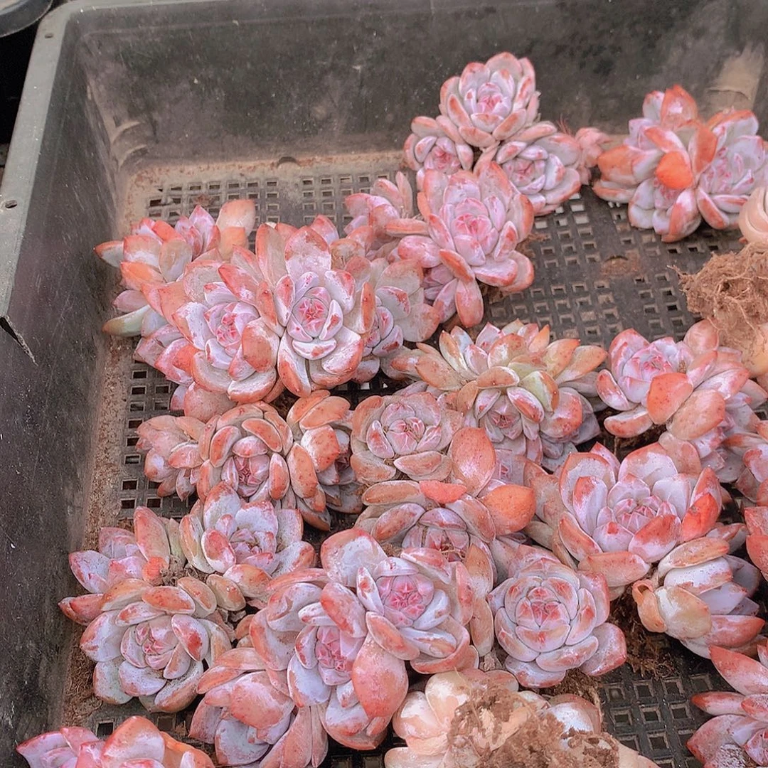 两颗紫石榴星影355677888999