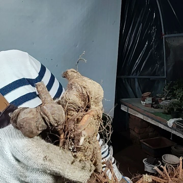 沐***景完全开放小叶榆树好看好养