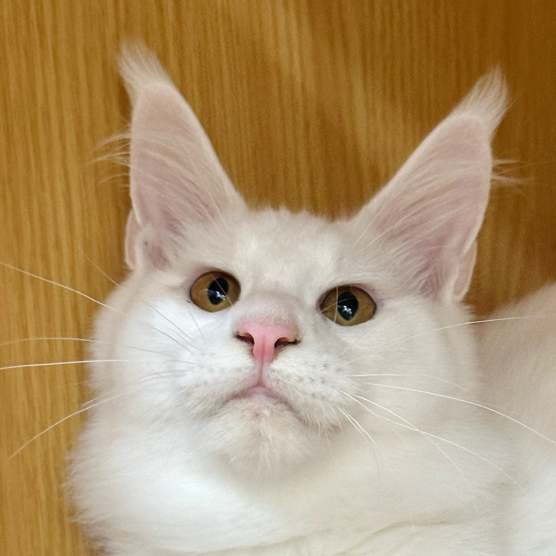 来了姊妹-纯白缅因猫-弟弟-20